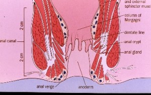anal canal anatomy