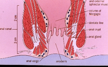 Endoanal and Endorectal scanning